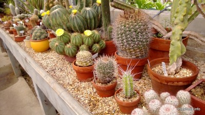 USA - Nowy Orlean - Ogród Botaniczny - z przodu z pofalowanymi żebrami Stenocactus, drugi rząd wysoki z guzami Lophocereus schottii f monstruosa, beczkowy obok Gymnocalycium saglionis, kwitnące Parodia (Eriocactus) magnificus - czerwiec 2013