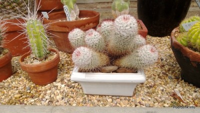 USA - Nowy Orlean - Ogród Botaniczny - biała kępa Mammillaria bombycina - czerwiec 2013