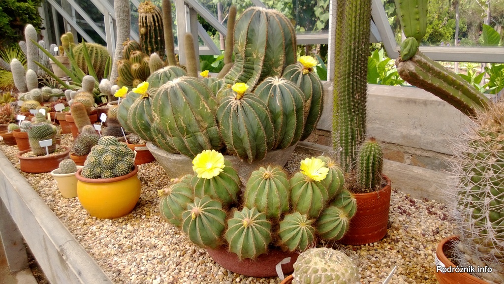 Nowy Orlean – Ogród Botaniczny – kaktusy i sukulenty