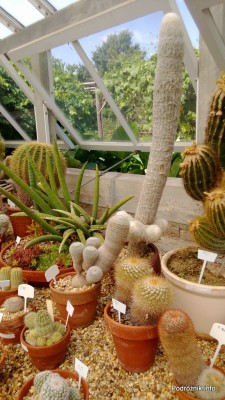 USA - Nowy Orlean - Ogród Botaniczny - Espostoa - czerwiec 2013