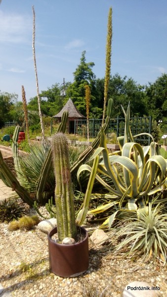USA - Nowy Orlean - Ogród Botaniczny - duże kaktusy - czerwiec 2013