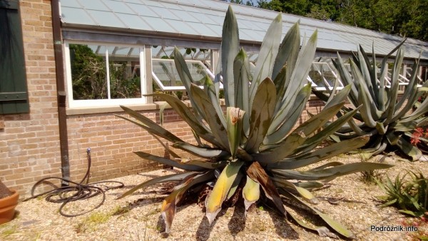 USA - Nowy Orlean - Ogród Botaniczny - duże kaktusy - czerwiec 2013