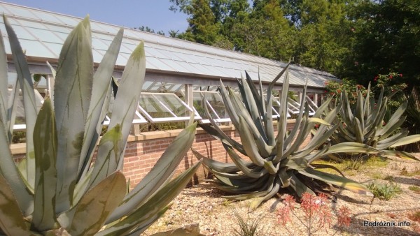 USA - Nowy Orlean - Ogród Botaniczny - duże kaktusy - czerwiec 2013