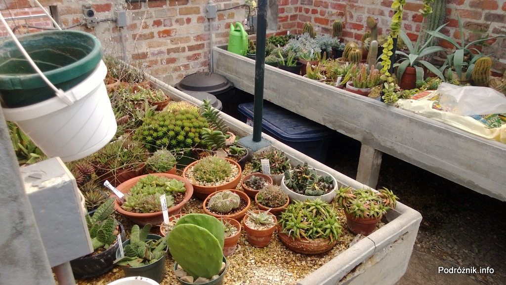 Nowy Orlean – Ogród Botaniczny – kaktusowe zaplecze