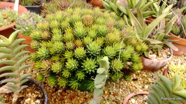 USA - Nowy Orlean - Ogród Botaniczny - kaktusowe zaplecze - czerwiec 2013