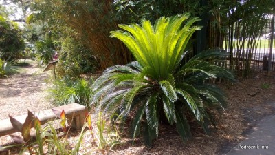 USA - Nowy Orlean - Ogród Botaniczny - pióropusz małej palmy - czerwiec 2013