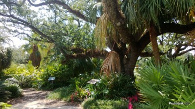 USA - Nowy Orlean - Ogród Botaniczny - pióropusz małej palmy - czerwiec 2013