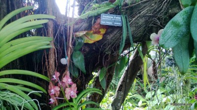 USA - Nowy Orlean - Ogród Botaniczny - tropikalny las deszczowy - storczyki wiszące na drzewie - czerwiec 2013