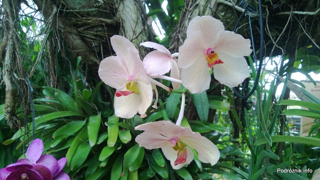 Nowy Orlean – Ogród Botaniczny – tropikalny las deszczowy z jego kwiatami