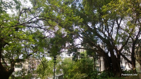 Chiny - Makao - drzewa przy murach twierdzy - kwiecień 2013