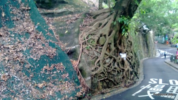 Chiny - Hongkong - Wzgórze Wiktorii - wystające korzenie drzewa - kwiecień 2013