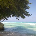 Barbados - Dover Beach - drzewa nad samą wodą - maj 2014