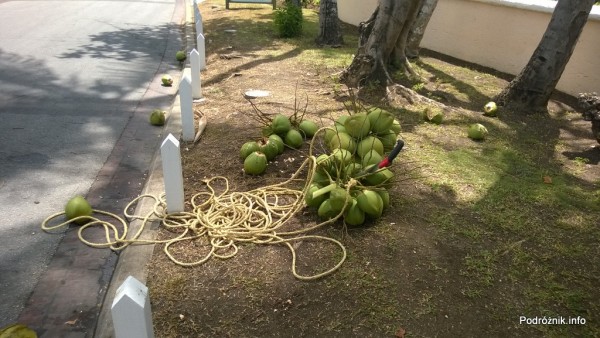 Barbados - kiście kokosów lezące na ziemi - maj 2014